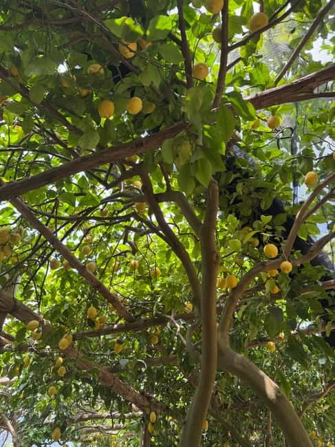 Maiori: Hiking Tour to A Lemon Farm with Lemon Tastings - Key tour takeaways before you book