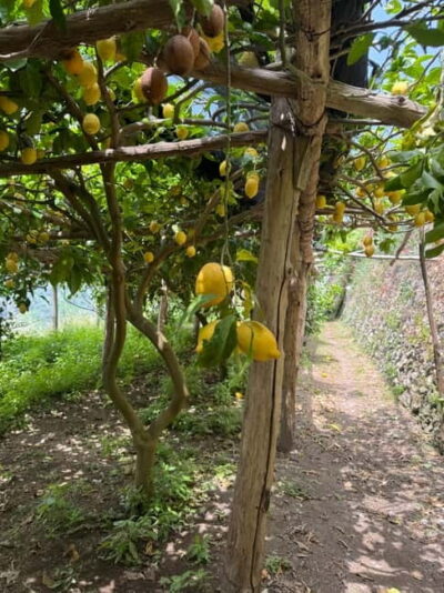 Maiori: Hiking Tour to A Lemon Farm with Lemon Tastings - The first climb: Mezzacapo Gardens, Via San Pietro, and viewpoint time