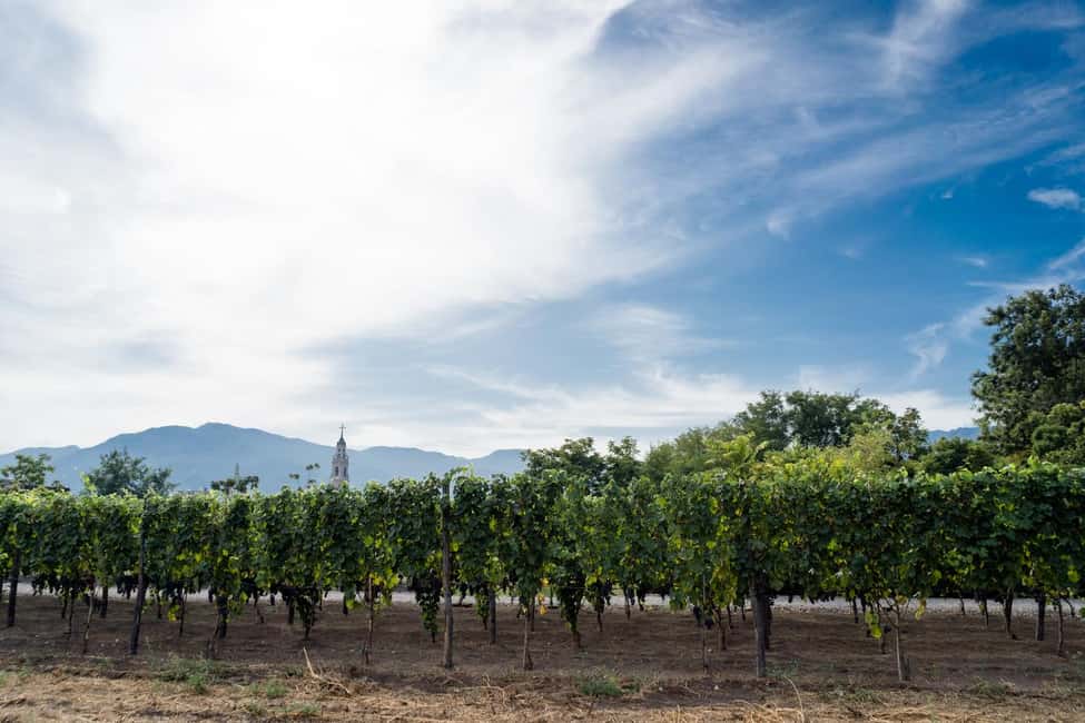 Mount Vesuvius Wine Tasting and Lunch from Pompeii - Meet the winery team: learning grapes, not just drinking wine