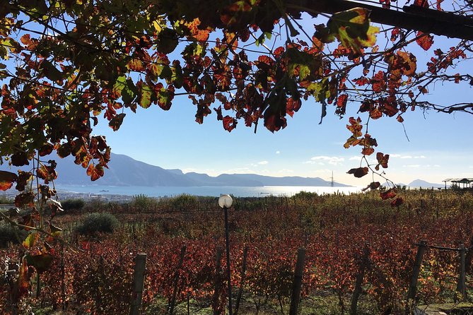Mt. Vesuvius Wine Tasting and Lunch Experience from Pompeii - Key things I’d look forward to