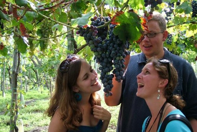 Mt. Vesuvius Wine Tasting and Lunch Experience from Pompeii - Time and group size: the 4-hour reality check