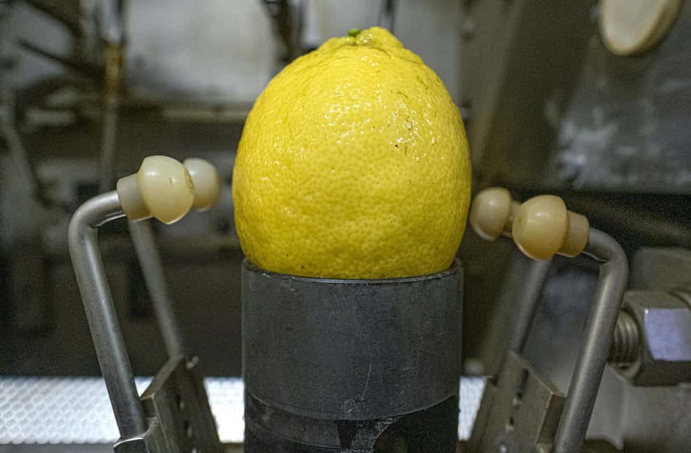 Nonno Mario Lemon Tour - Price and logistics: why $77 feels fair here