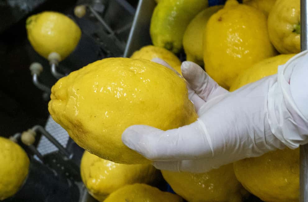 Nonno Mario Lemon Tour - Quick FAQ for planning your lemon-forward day