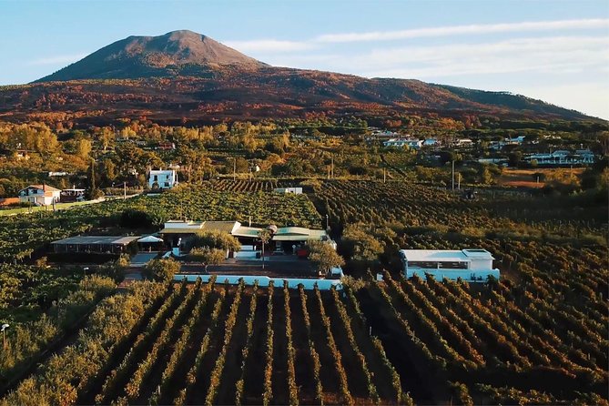 Organic Wine Tasting & Lunch on Vesuvius with Transfer from Sorrento Peninsula - Key points worth knowing before you go