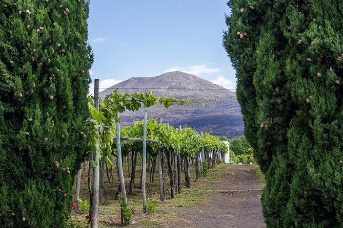 Organic Wine Tasting & Lunch on Vesuvius with Transfer from Sorrento Peninsula - The vineyard walk: Russo family slopes and big Bay-of-Naples views