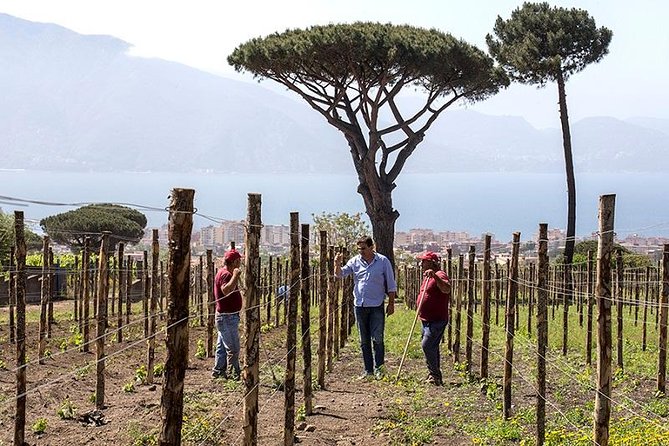 Organic Wine Tasting & Lunch on Vesuvius with Transfer from Sorrento Peninsula - Organic Lacryma Christi DOC tasting: how the format works