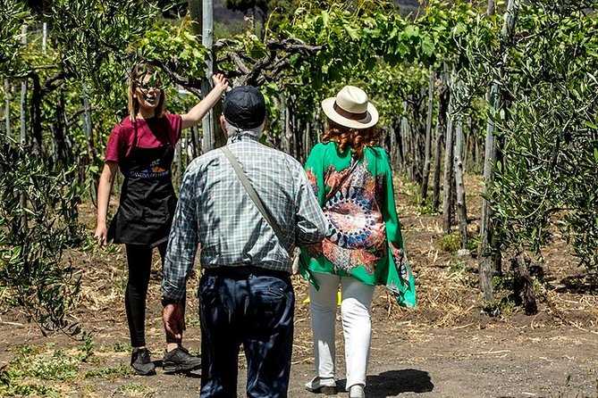 Organic Wine Tasting & Lunch on Vesuvius with Transfer from Sorrento Peninsula - Who should book this Vesuvius wine-and-lunch tour