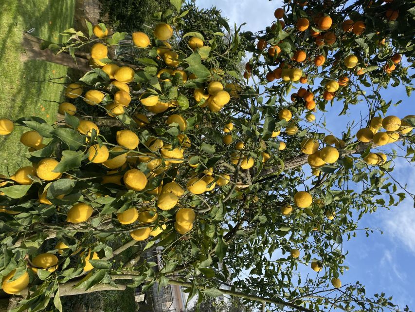 Piano di Sorrento: Cooking Class with Food Tasting and Wine - A farm-front door in Piano di Sorrento