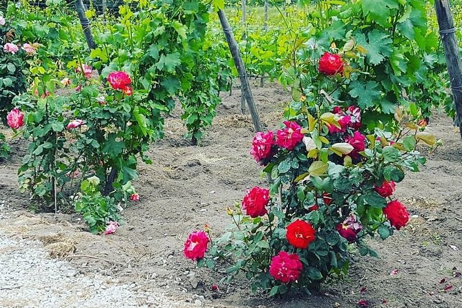 Pompei Archeological site and Wine tasting Experience - Lunch at the winery: what’s included and how to plan for dietary needs