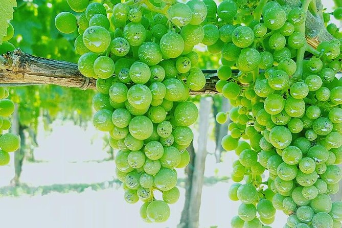Pompei Archeological site and Wine tasting Experience - The “small comforts” that make Pompeii easier: water and commentary