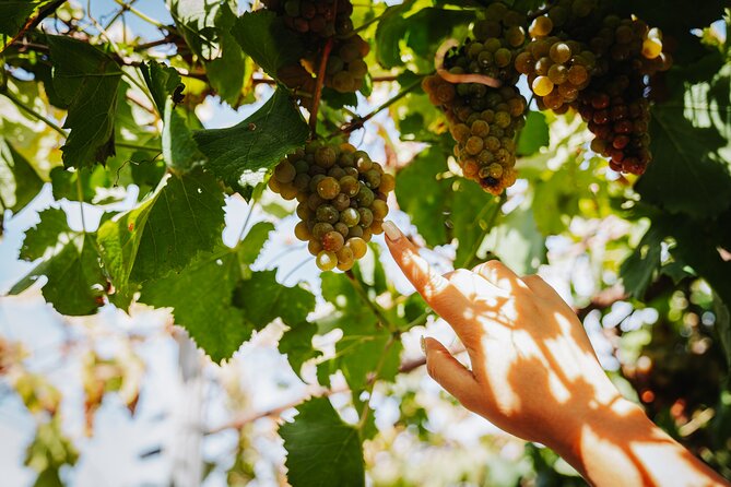 Pompeii Guided Tour & Lunch with Superior Wine Tasting - Lunch That Actually Feels Like Italy (and Comes With Wine)