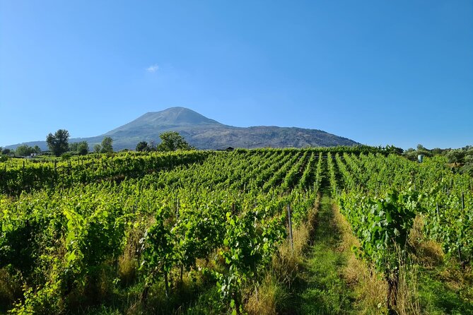 Pompeii Guided Tour & Lunch with Superior Wine Tasting - When the Wine Stop Shines (and When It Might Feel Less Personal)