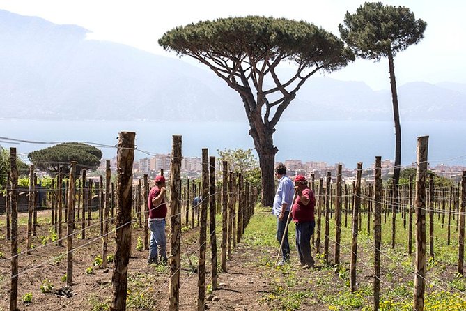 Pompeii Ruins & Wine Tasting with Lunch on Vesuvius with Private Transfer - The lunch itself: three courses plus five tastings