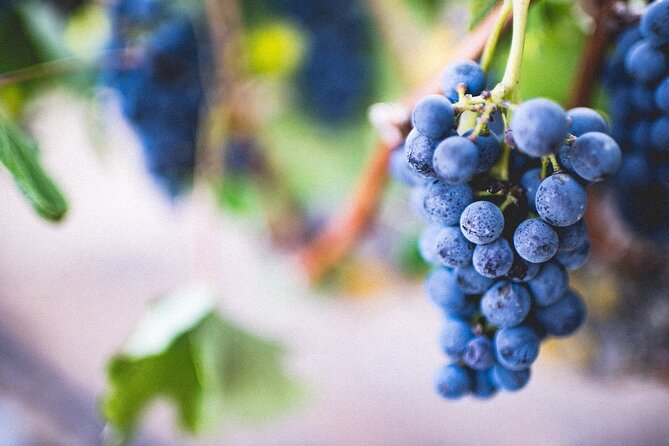 Pompeii, Vesuvius & Wine Tasting - Vesuvius National Park stop: tickets, timing, and what to plan for