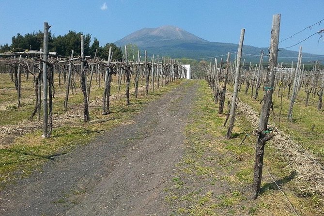 Pompeii-Vesuvius-Wine tour from Sorrento, licensed guide included - Vesuvius National Park and the crater walk: timing, tickets, and fog risk