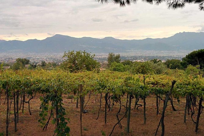 Pompeii & Vesuvius with Lunch & Wine Tasting from Positano - Who should book this tour, and who should skip it