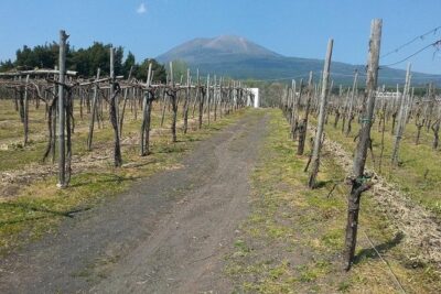 Pompeii-Wine tasting tour from Sorrento, licensed guide included - Archaeological Park of Pompeii with an English licensed guide (about 2 hours)