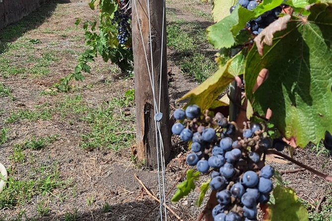 Pompeii & Wine Tour from Sorrento (tickets & lunch not included) - Wine tasting near Pompeii: the view is part of the product