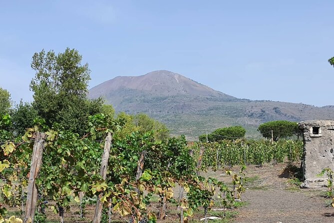 Pompeii & Wine Tour from Sorrento (tickets & lunch not included) - Pompeii Archaeological Park: the big call is tickets (and pace)