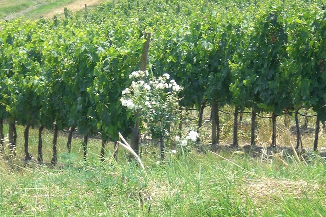Private day tour to Pompei ,winery, Sorrento from Napoli/Salerno/Amalfi/Positano - Sorrento after lunch: make the most of your walk time