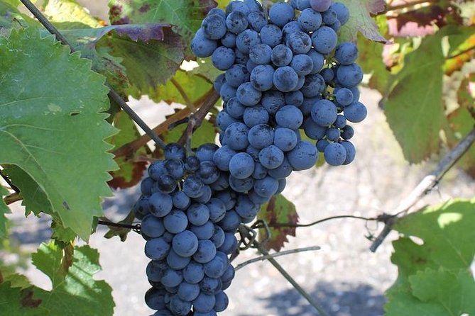Private day tour to Pompei ,winery, Sorrento from Napoli/Salerno/Amalfi/Positano - Who this tour fits best (and who should choose differently)
