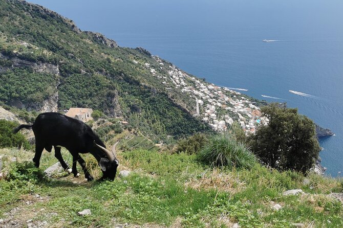 Private Guided Tour to the Path of the Gods - Half day - Meeting in Agerola and Ending in Positano: Logistics That Matter