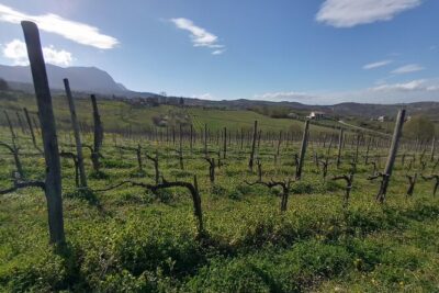 Private Irpinia Wine Tour from POSITANO, AMALFI or RAVELLO - Two wineries and six glasses: how the tastings are set up