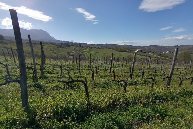 Private Irpinia Wine Tour from POSITANO, AMALFI or RAVELLO - Two wineries and six glasses: how the tastings are set up