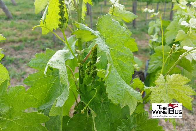 Private Irpinia Wine Tour from Sorrento with sommelier - Key highlights worth penciling in