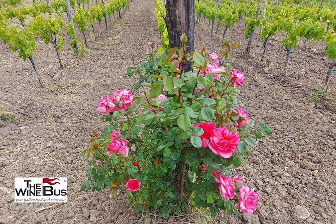 Private Irpinia Wine Tour from Sorrento with sommelier - Feudi di San Gregorio in Sorbo Serpico: historical vineyards and a second tasting lens