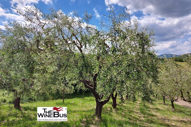 Private Irpinia Wine Tour from Sorrento with sommelier - Price and value: what $453.11 per person buys you
