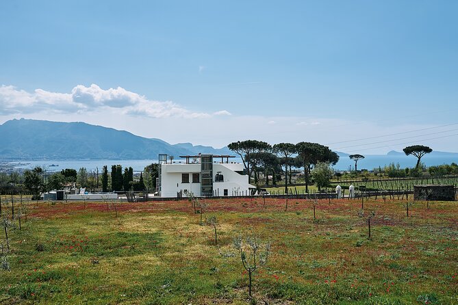 Private Pompeii Tour with Wine Tasting Experience - Pompeii: skip-the-line entry plus an archaeologist guide