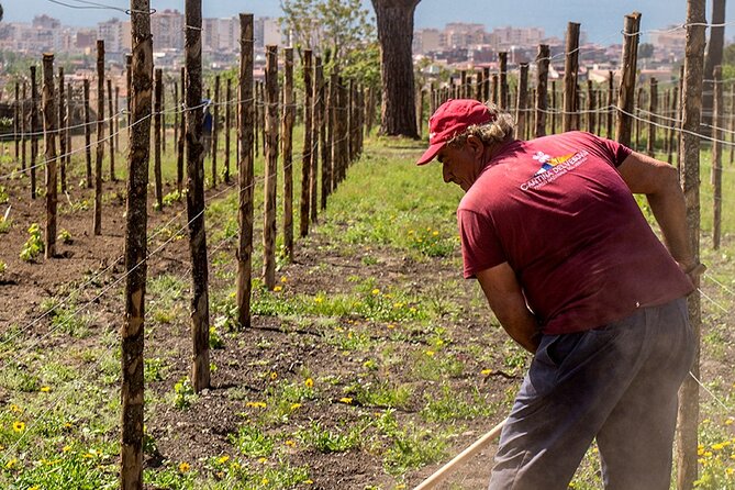 Private Pompeii Tour with Wine Tasting Experience - Boscotrecase: wine tasting and lunch on Vesuvius slopes