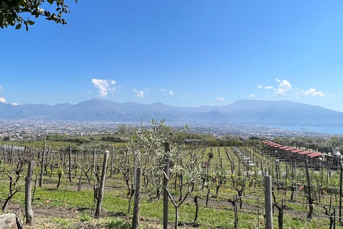 Private Tour in Pompeii Ruins and Pompeii City Center Winery - What the 7-hour day feels like: timing, walking, food, and comfort