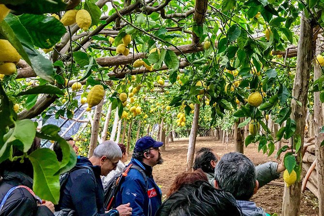 Private Tour: The Path of the Lemons - Path of the Lemons at a Glance: What to Know First