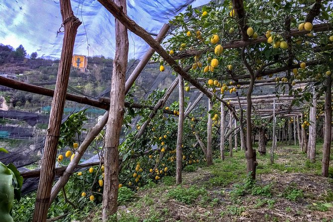 Private Tour: The Path of the Lemons - Price and Value: Is $155 Worth It?
