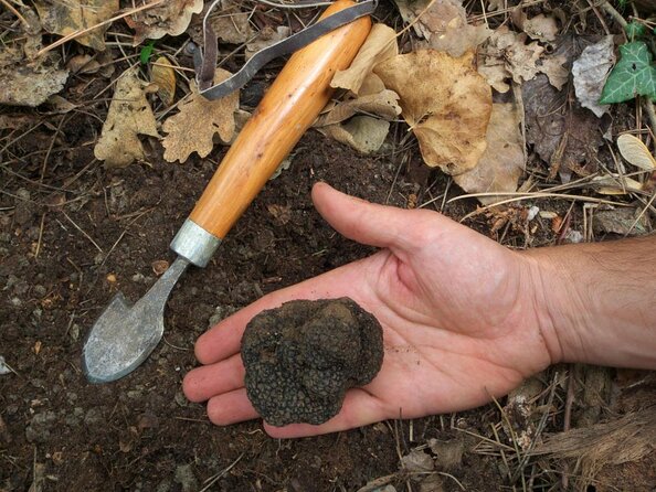 Private Tour: Truffle-Hunting Experience from Sorrento with Lunch - Key Highlights I’d Plan Around