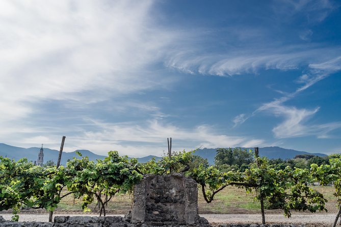 Seafood Lunch & Wine Tasting with Scenic Golf Cart Tour - Getting there: the start point and what 2 hours really means