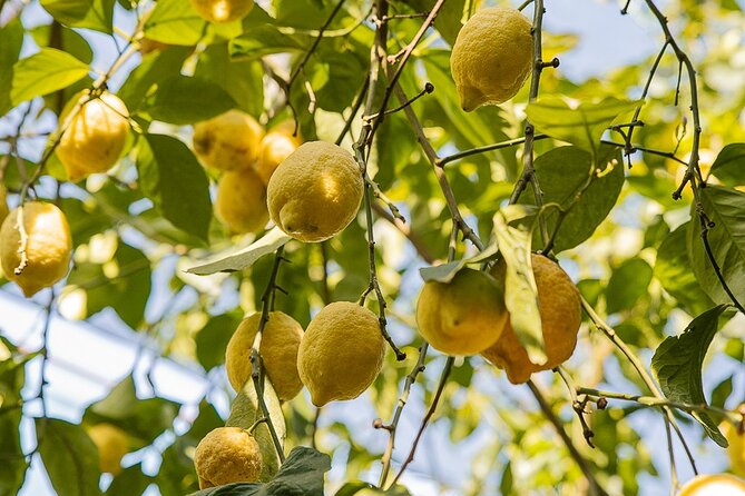 Sorrento Ape Tour, Lemon Garden, Mozzarella Show & Pizza Class - Riding in an Ape Calessino to Il Turuziello