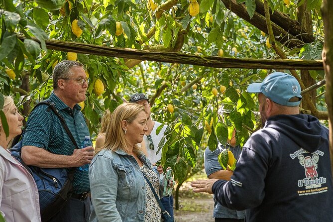Sorrento Ape Tour, Lemon Garden, Mozzarella Show & Pizza Class - Price and value: why $229.29 can make sense (or not)