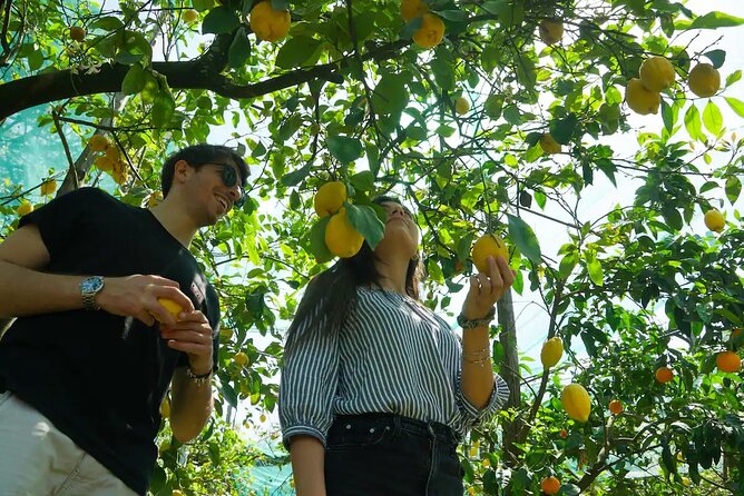 Sorrento: Authentic Lemon Experience at a Farm with Tastings - Key things I’d plan for on this lemon farm tour
