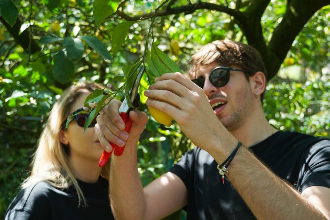 Sorrento: Authentic Lemon Experience at a Farm with Tastings - Where the tour starts on the Sorrento Coast