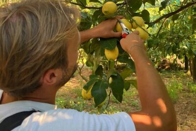 Sorrento: Authentic Lemon Experience at a Farm with Tastings - The 90-minute flow: picking, lemonade, and citrus tastings
