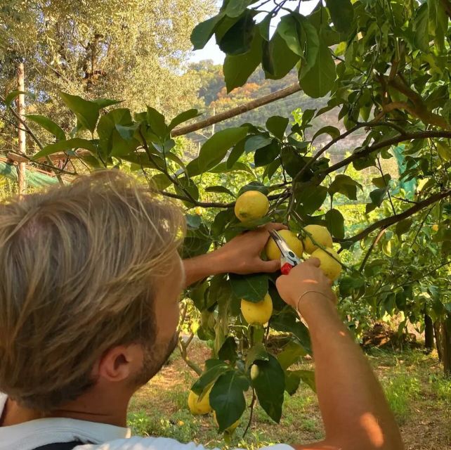 Sorrento: Authentic Lemon Experience in a Farm with Tastings - Key highlights worth planning for
