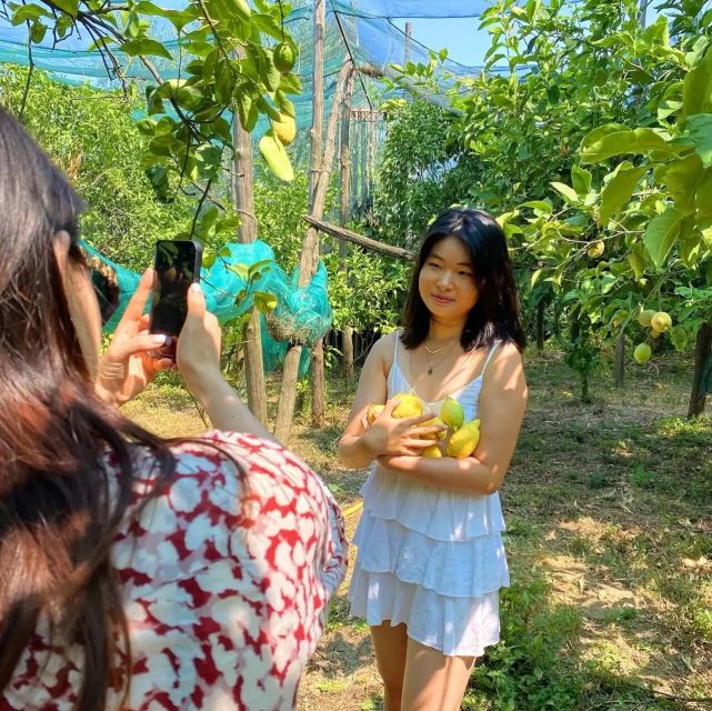 Sorrento: Authentic Lemon Experience in a Farm with Tastings - Picking Sorrento lemons with basket and pruning scissors
