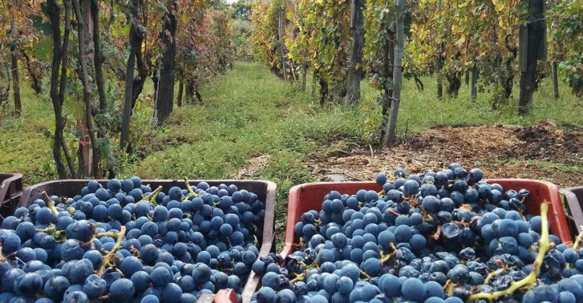 Sorrento: Family Farm Experience with Lunch - Key highlights worth planning for
