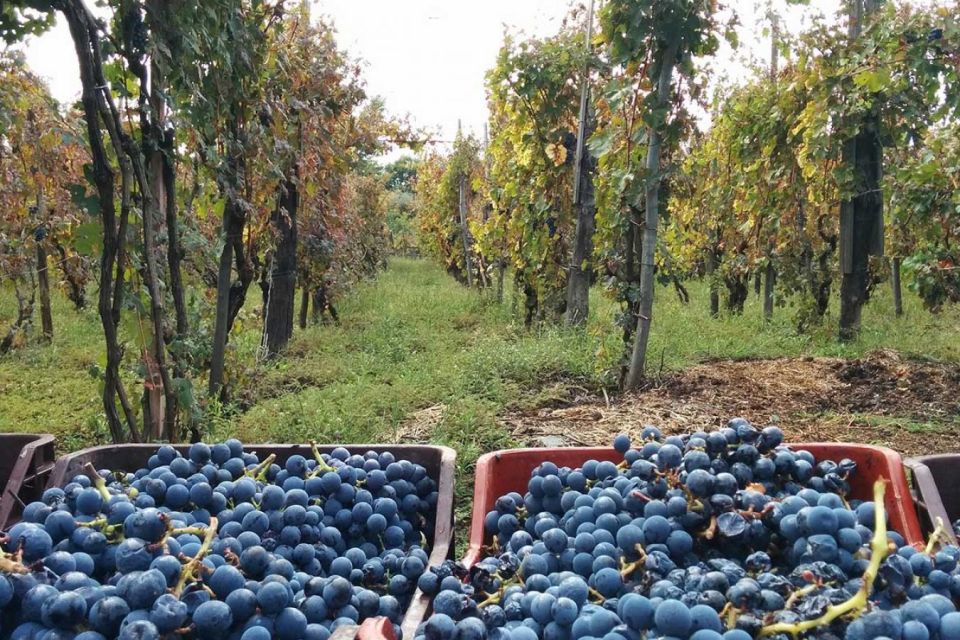 Sorrento: Family Farm Experience with Lunch - Organic farming lessons you can actually use