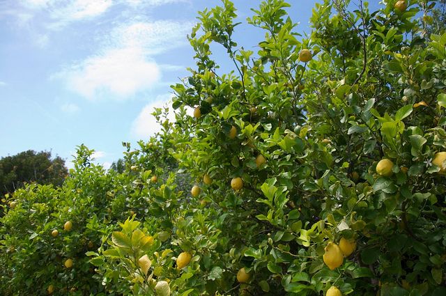 Sorrento farm by tuk tuk: pizza,limocello and cheese tasting - Limoncello Demonstration: From Lemons to a Local Classic