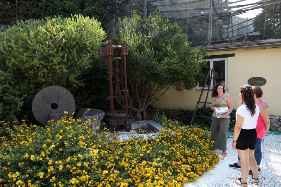 Sorrento: Guided Olive Mill Visit with Tastings - A Smooth Start From Your Hotel on the Sorrentine Peninsula