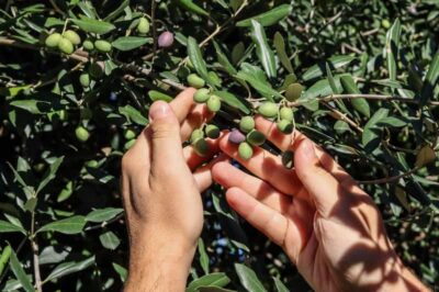 Sorrento: Guided Olive Mill Visit with Tastings - The Olive Oil Tasting That Teaches You What to Notice